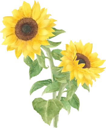 ひまわりの花