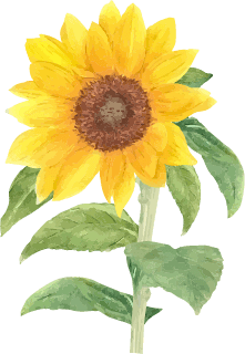 ひまわりの花